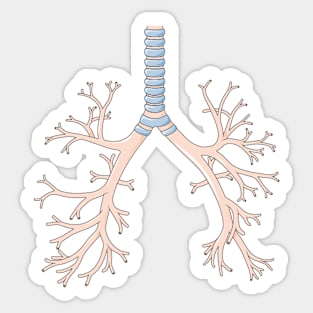 Bronchus Lower respiratory tract Sticker